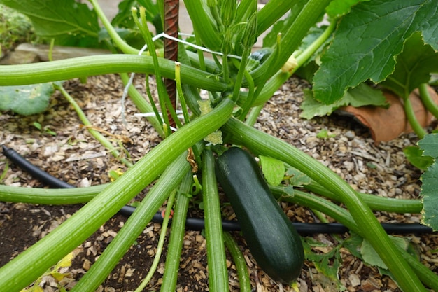 Photo growing zucchini in the backyard garden how to plant zucchini zucchini flower and zucchini fruit