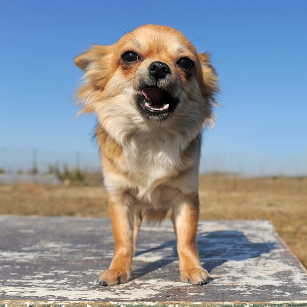 Growling chihuahua