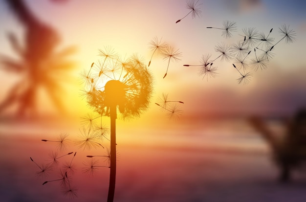 Photo grown dandelion and dandelion