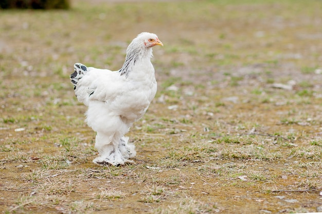 古い木製の納屋の壁の背景の田舎の庭の外の緑の草で育った健康な白い鶏