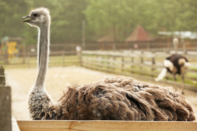 Grown ostrich in paddock on farm