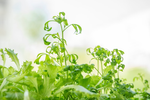 Grown seedlings at home in a container.