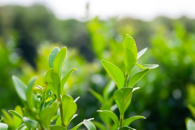 Grown tender twigs of a green bush in the sunlight against a blurred background. Warm summer or spring day in a fairy glade. Selective focus. Closeup view