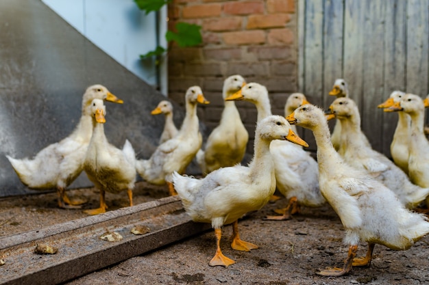 A grown up ducklings in the yard