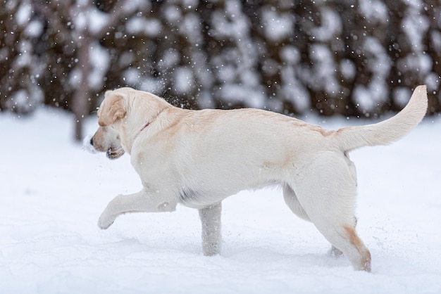 A grown up puppy of a labrador walks through the snow Snowing one front leg raised