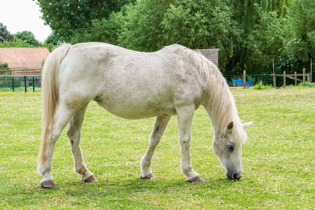 Grown white horse eats grass on the farm.