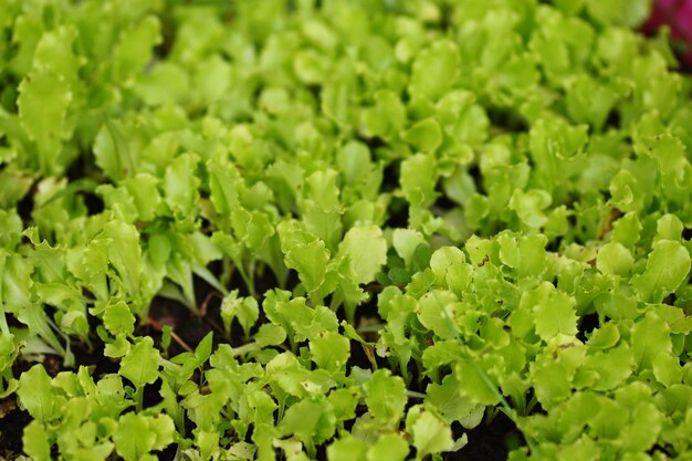 Grows fresh herbs for a healthy diet