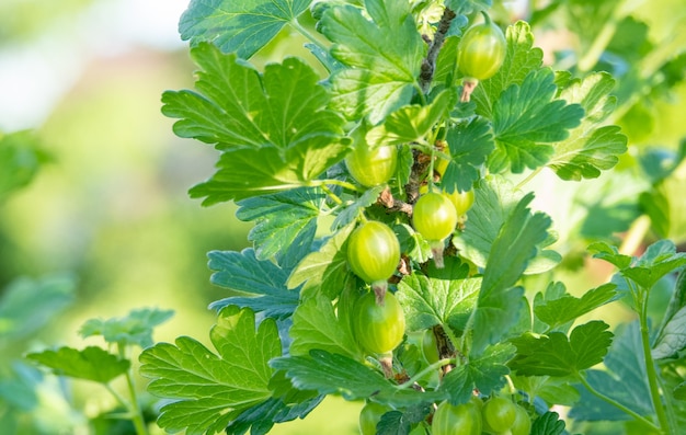 Grows ripe gooseberries on a branch in garden