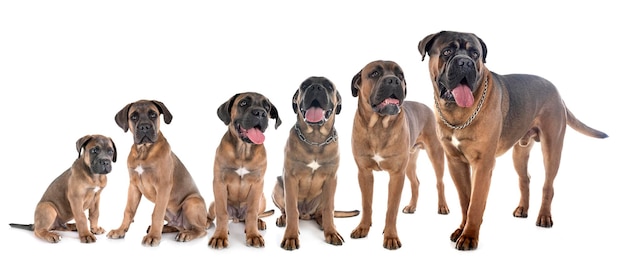 Growth of cane corso