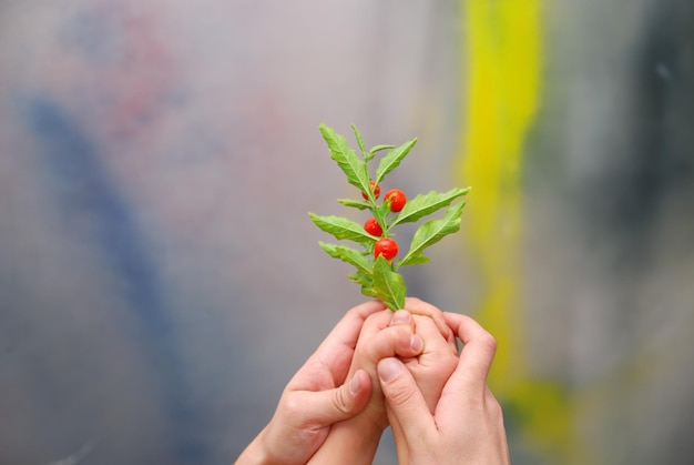 小さな植物を手にした成長コンセプト