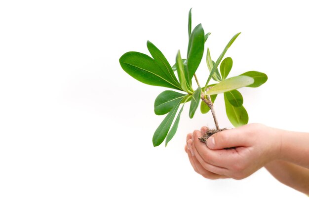 growth concept with small plant in hand