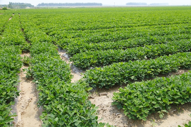 Crescita nei campi di piantine di arachidi in asia