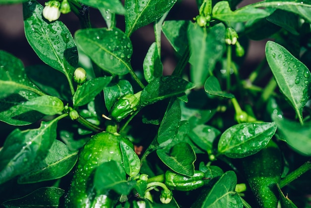 Crescita del peperoncino verde