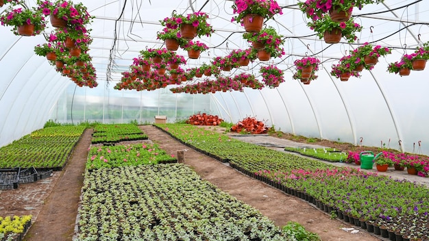 Growth in an organic plant nursery A greenhouse with hanging pots and plant seedlings Growing flower seedlings