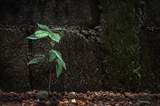 습하고 더러운 시멘트 블록 벽 앞의 성장 식물