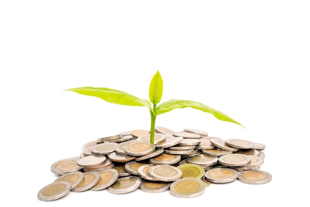 Growth plant on mountain stack of coins isolate on white background business concept