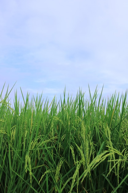 Photo growth rice with blue sky