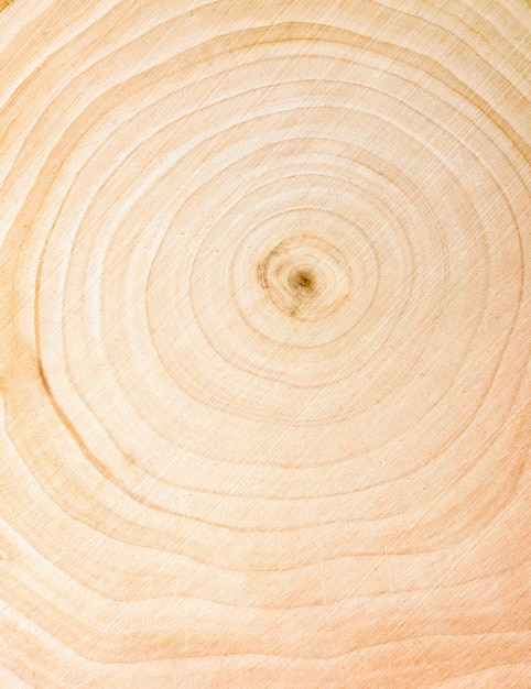 Annual growth ring boundaries and false rings (FR) in Ailanthus... |  Download Scientific Diagram