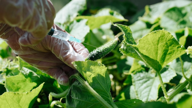 Vaccino per la crescita additivo chimico vegetale concetto ogm primo piano della mano di un biologo che inietta con una siringa in un piccolo cetriolo in crescita all'aperto