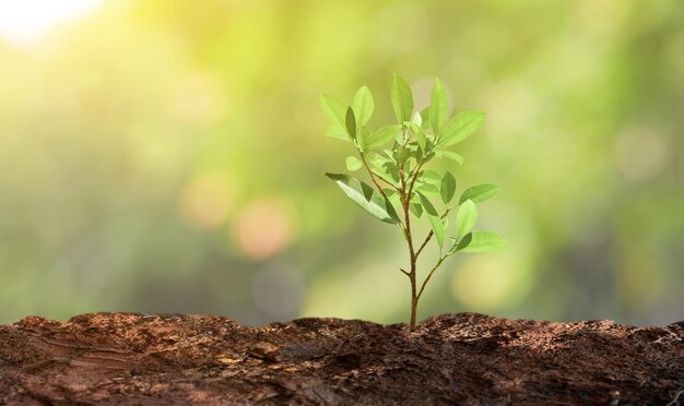 自然の若い木の成長 ボケー光の背景 植物の育成 地球を救うコンセプト