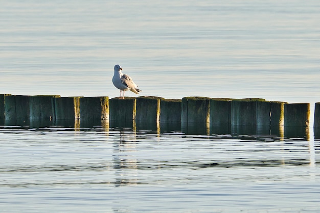 Groynes jutting into the Baltic Sea Seagulls sit on the groynes Landscape by the sea