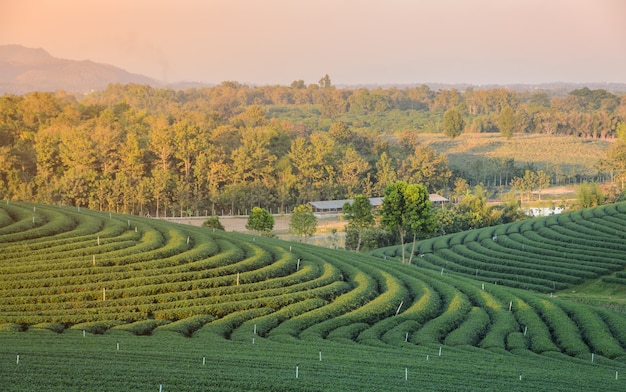 Grren theeaanplanting in Thailand