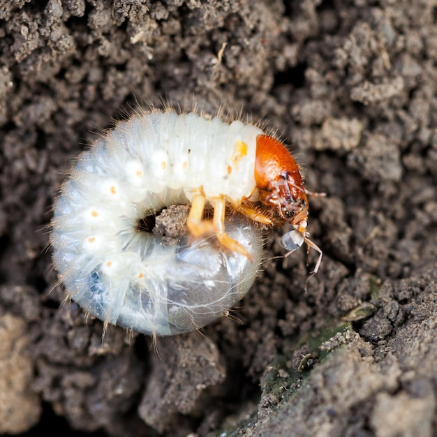 ゴキブリの幼虫がアリを食べる