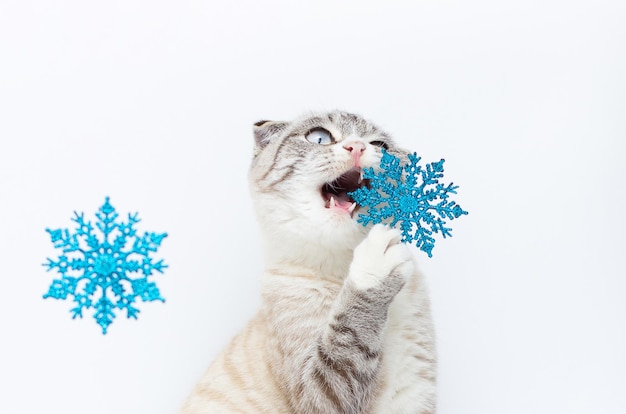 Grumpy ragdoll cat with blue background with snow. Space for your text.