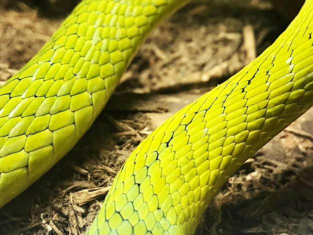 Photo grune mamba