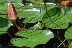 Photo gruner frosch am seerosen blatt im teich