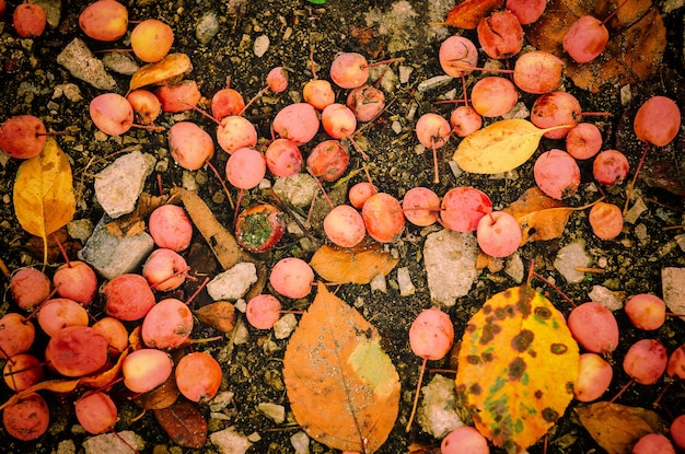 Foto priorità bassa di autunno di lerciume