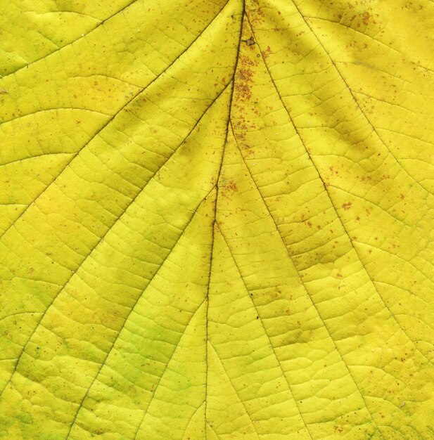 グランジ秋黄色の背景黄金の葉の背景