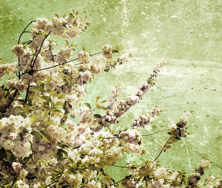 Photo グランジ桜の花