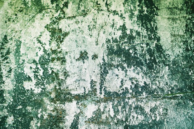 grunge dirty green mold  on gray  wall  background   