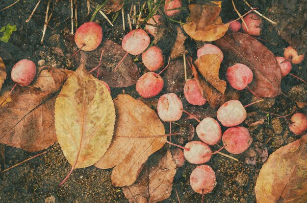 Grunge getextureerde platte natuurlijke seizoensgebonden herfst achtergrond met kleine gevallen rode appels en bladeren