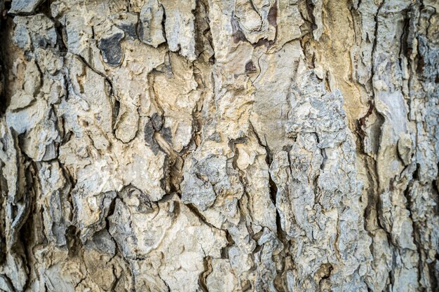 Grungy Rain Tree bark pattern for background