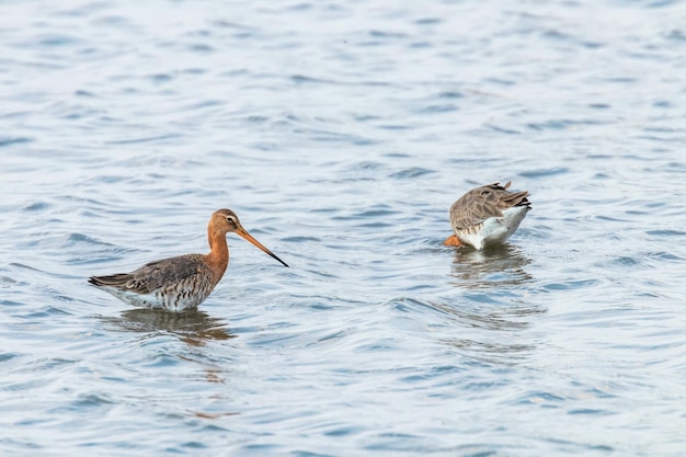 Grutto (Limosa limosa) Waadvogels foerageren in ondiep water