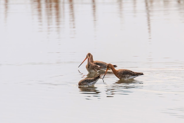 Grutto Limosa limosa Wader vogels foerageren