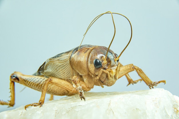 Photo gryllidae or cricket close-up