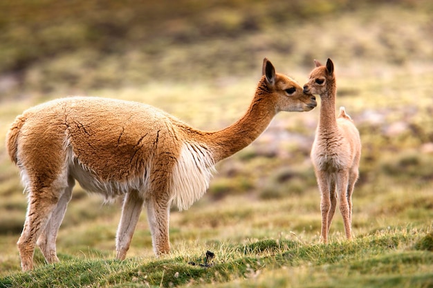 Guanaco cria Lauca 국립 공원 칠레