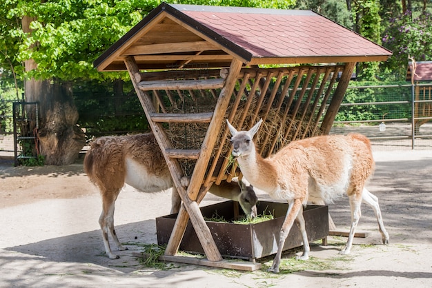 グアナコは小さな農場で干し草を食べ、動物園で放牧している