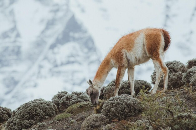 Foto guanaco al pascolo dalle piante