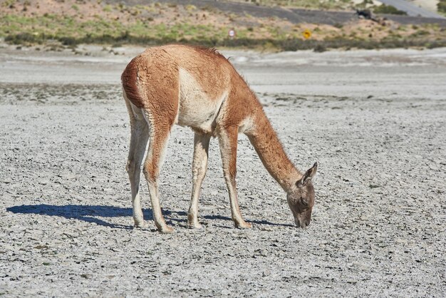 写真 パタゴニアのグアナコ 野生のラマ