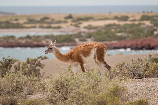 Guanaco kauwend