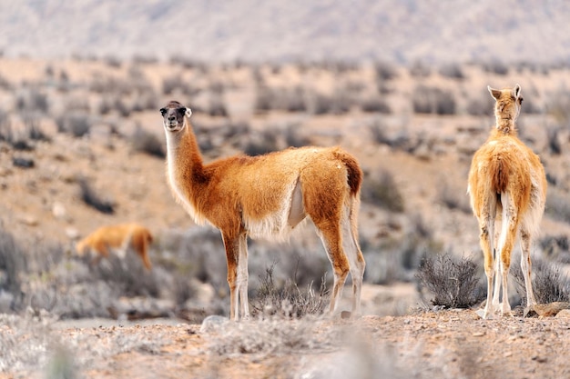 Guanaco o lama guanicoe nel deserto del cile