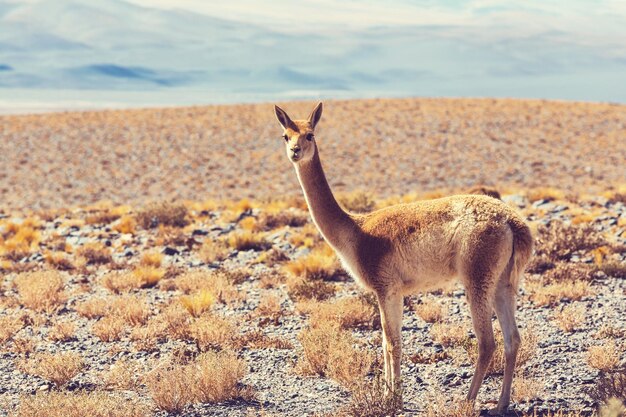 Guanaco (Lama Guanicoe) in Patagonië