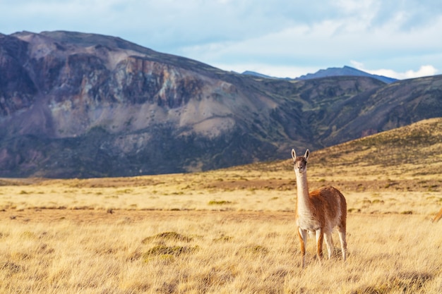 Guanaco (Lama Guanicoe) in Patagonië