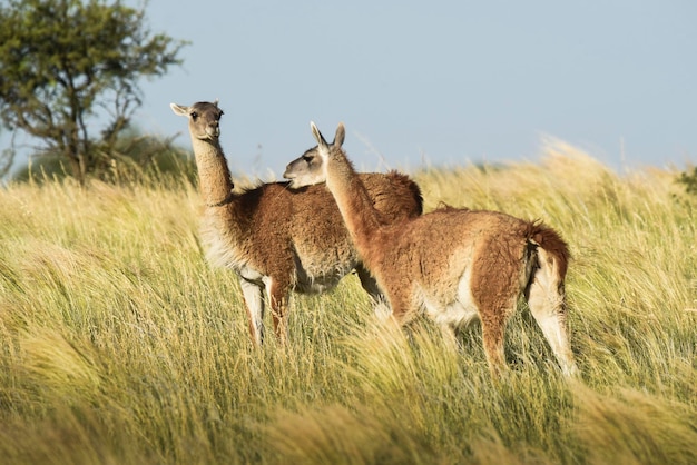 Guanaco Lama Guanicoe Luro Park La Pampa Province La Pampa Argentina