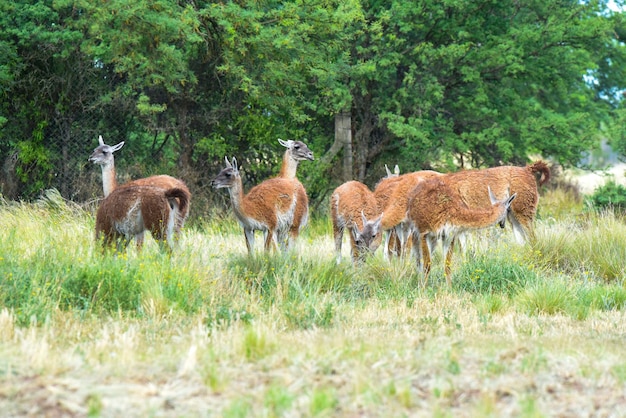 Guanaco Lama Guanicoe Luro Park La Pampa Province La Pampa Argentina