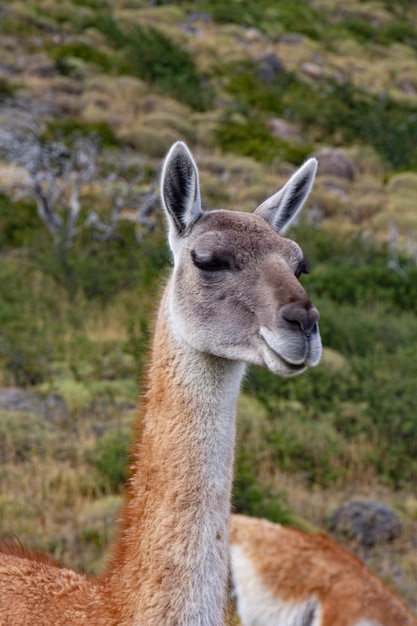 Guanaco lama soorten in Chiean Patagonië in nationaal park Torres del Paine